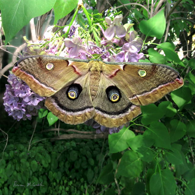 (image for) Polyphemus Adult